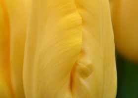 Tulipa Golden Power ® (3)
